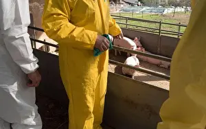 Hygienic Prints: classical swine fever or hog cholera on a farm with pigs