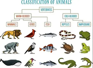 Classification of Animals. Reptiles amphibians mammals birds. Crocodile Fish Lion Whale Snake Frog. Education diagram of biology