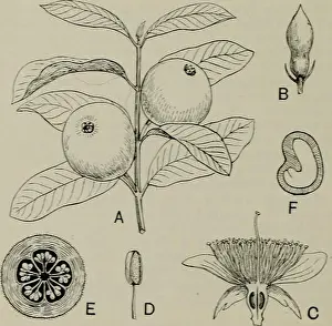 Booksubjectplants Prints: The classification of flowering plants