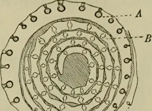 Morphological Prints: The classification of flowering plants