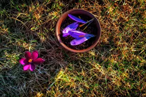Crocus Prints: Clay pot with flowery black tea with saffron petals on a spring meadow with violet flowers