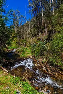 Dense Prints: A clear stream flows through a lush forest of tall trees under a bright blue sky