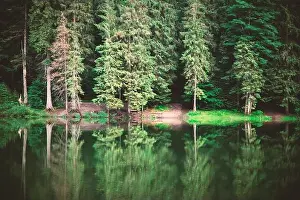 Clear water in a forest lake with pine trees. Landscape photography