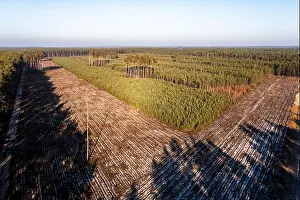 Coniferous Prints: Cleared coniferous forest in Poland, view from a drone