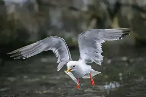 Flights Prints: A cliff gull (Rissa brevirostris) in flight with outstretched wings holding a small fish in its beak above the water