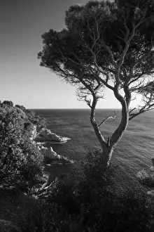 Adriatic Prints: The cliffs of Boninovo, Dubrovnik, Croatia. Black and white version