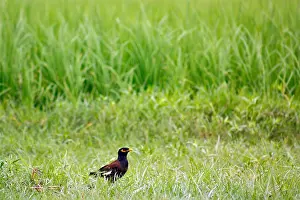 Monsoon Prints: The climate of West Bengal varies from tropical savannah in the southern portions to humid subtropical in the north