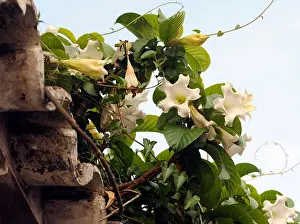 Trumpet Prints: Climbing plant with white trumpet flowers