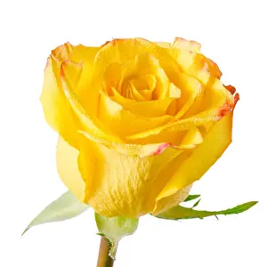 Feeling Prints: close up of abstract romantic beautiful yellow rose flower with dew is isolated on white background