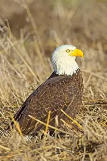 Predatory Prints: A close up of an American bald eagle resting on the ground in late winter in north Idaho