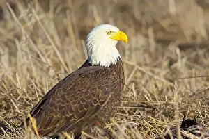 Predatory Prints: A close up of an American bald eagle resting on the ground in late winter in north Idaho