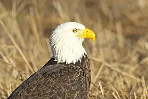 Predatory Prints: A close up of an American bald eagle resting on the ground in late winter in north Idaho