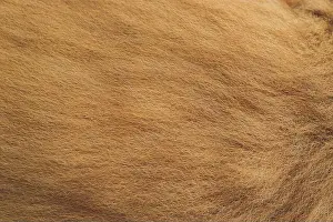 Shed Prints: Close up of an animal colored fur texture