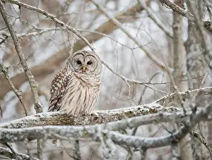 Camoflage Prints: Close up of barred owl perched on snowy tree branch on winter day