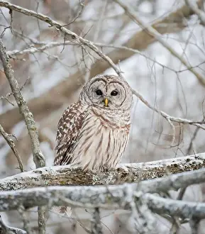 Camoflage Prints: Close up of barred owl perched on snowy tree branch on winter day
