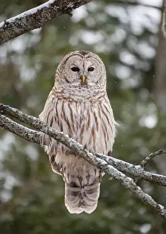 Camoflage Prints: Close up of barred owl perched on tree branch on winter day