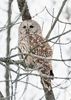 Camoflage Prints: Close up of barred owl perched on tree branch on winter day