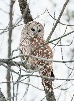 Camoflage Prints: Close up of barred owl perched on tree branch on winter day