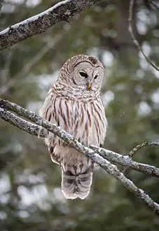 Camoflage Prints: Close up of barred owl perched on tree branch on winter day