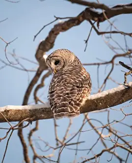 Barred Prints: Close up of barred owl sitting on snowy tree branch on winter day