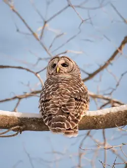 Kingston Prints: Close up of barred owl sitting on a snowy tree branch on winter day