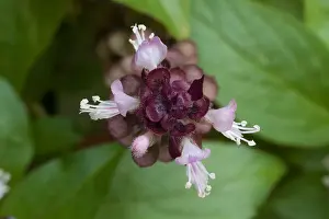 Stems Prints: Close up of a Basil flower Ocimum basilicum Malaysia