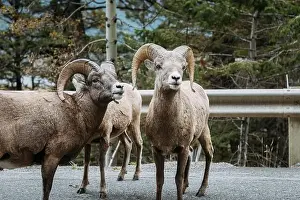 Banff Prints: Close up of bighorn sheep on roadside in Banff National Park