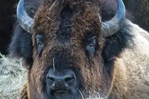 Bovid Prints: Close Up Bison Buffalo in Saskatchewan Canada