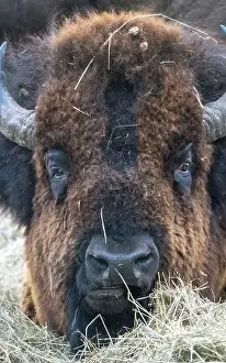 Bovidae Prints: Close Up Bison Buffalo in Saskatchewan Canada