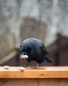 Corvus Corax Prints: Close up of black crow corvus bird eating peanuts on deck railing