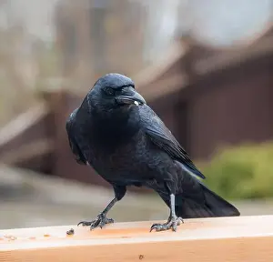 Corvus Corax Prints: Close up of black crow corvus bird eating seeds on deck railing