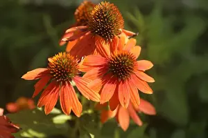 Native Garden Prints: Close up of blooming Echinacea Sombrero Adobe Orange flowers