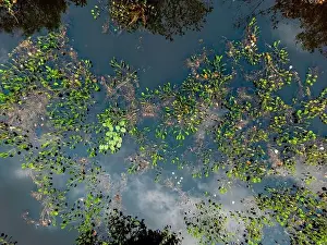 Caiman Prints: Close up of bright green leaves growing through the water surface in the famous Pantanal