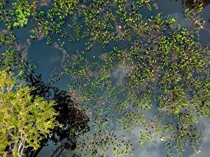 Caiman Prints: Close up of bright green leaves growing through the water surface in the famous Pantanal