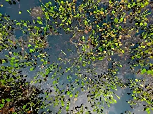 Caiman Prints: Close up of bright green leaves growing through the water surface in the famous Pantanal