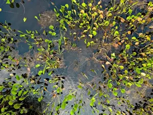 Caiman Prints: Close up of bright green leaves growing through the water surface in the famous Pantanal