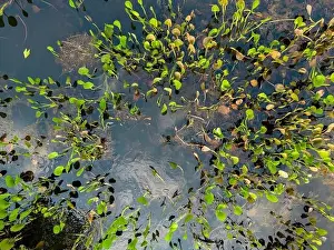 Caiman Prints: Close up of bright green leaves growing through the water surface in the famous Pantanal