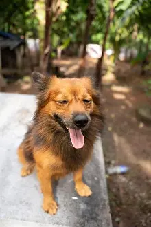 Favorite Prints: A close up of a brown Indian Pomeranian