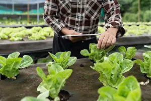 Hydro Prints: Close up business owner observes about growing organic arugula on hydroponics farm with tablet on aquaponic farm