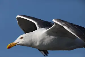 Wild Bird Prints: Close up of California Gull in flight with vivid selected focus on eyes