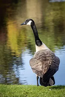 Blurry Background Prints: A close up of a canada goose in the autumn sunshine