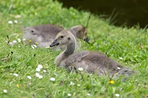 Waters Edge Prints: Close up of a Canada goose (branta canadensis) gosling sitting on the grass