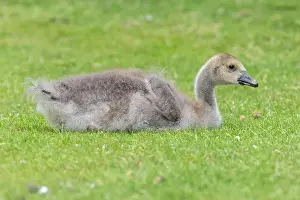 Summer Time Prints: Close up of a Canada goose (branta canadensis) gosling sitting on the ground