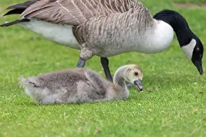 Summer Time Prints: Close up of a Canada goose (branta canadensis) gosling sitting on the ground