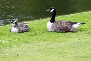 Waters Edge Prints: Close up of a Canada goose (branta canadensis) and gosling sitting by the waters edge