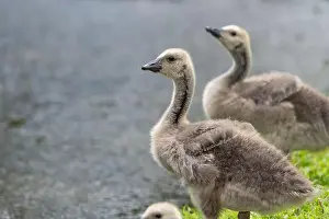 Summer Time Prints: Close up of a Canada goose (branta canadensis) gosling by the waters edge