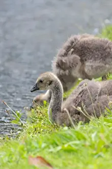 Waters Edge Prints: Close up of a Canada goose (branta canadensis) gosling by the waters edge