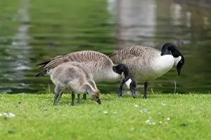 Summer Time Prints: Close up of Canada goose (branta canadensis) goslings foraging for food on the waters edge