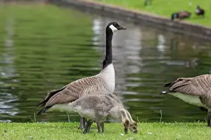 Waters Edge Prints: Close up of Canada goose (branta canadensis) goslings foraging for food on the waters edge
