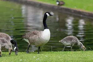 Waters Edge Prints: Close up of a Canada goose (branta canadensis) standing by the waters edge